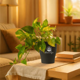 variegated money plant