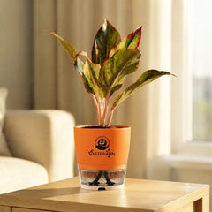 Aglaonema Red Lipstick
