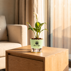 Peace Lily