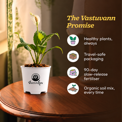 Peace Lily