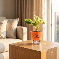 Marble Queen Pothos