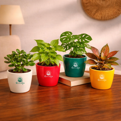 Vastuvann Combo 2 – 4 Indoor Plants to Level Up Your Vibe