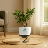 Ficus Plant