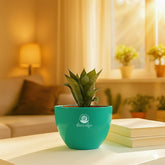 Green snake plant