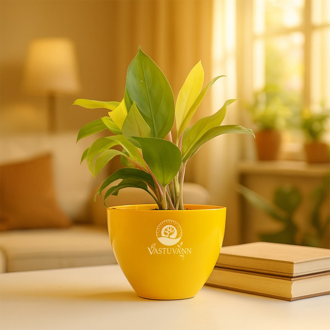 Philodendron Yellow Plant