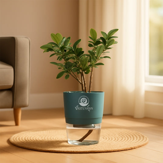 Ficus Plant
