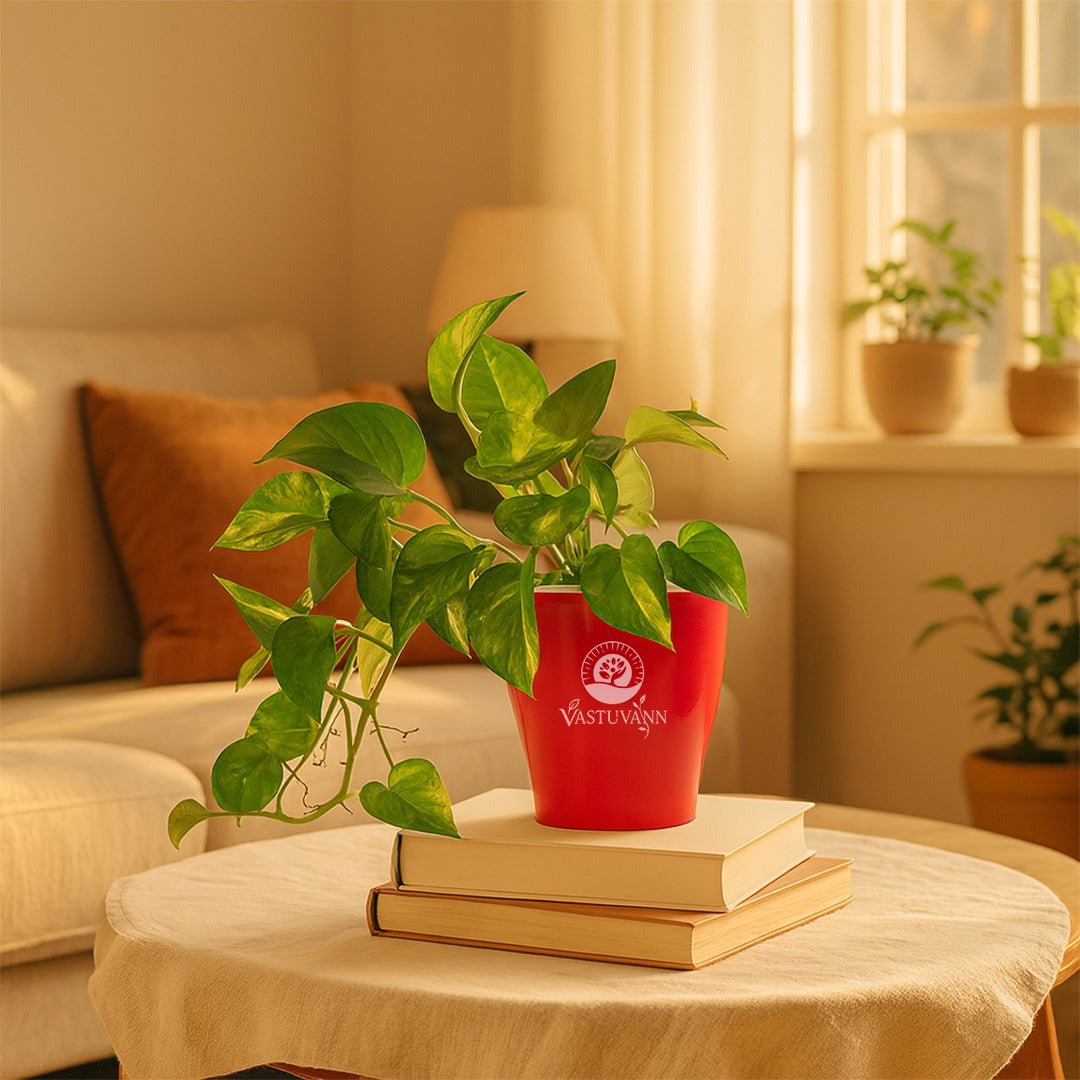 variegated money plant