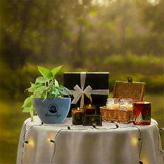 Marble Queen Pothos: The Festive Touch Your Home Needs