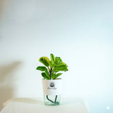 Variegated pepromiya