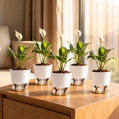 Peace Lily