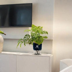 Broken Heart Monstera