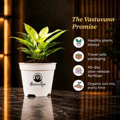 Philodendron Yellow Plant