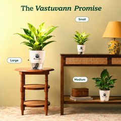 Philodendron Yellow Plant