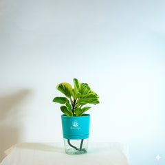 Variegated pepromiya