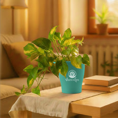 variegated money plant