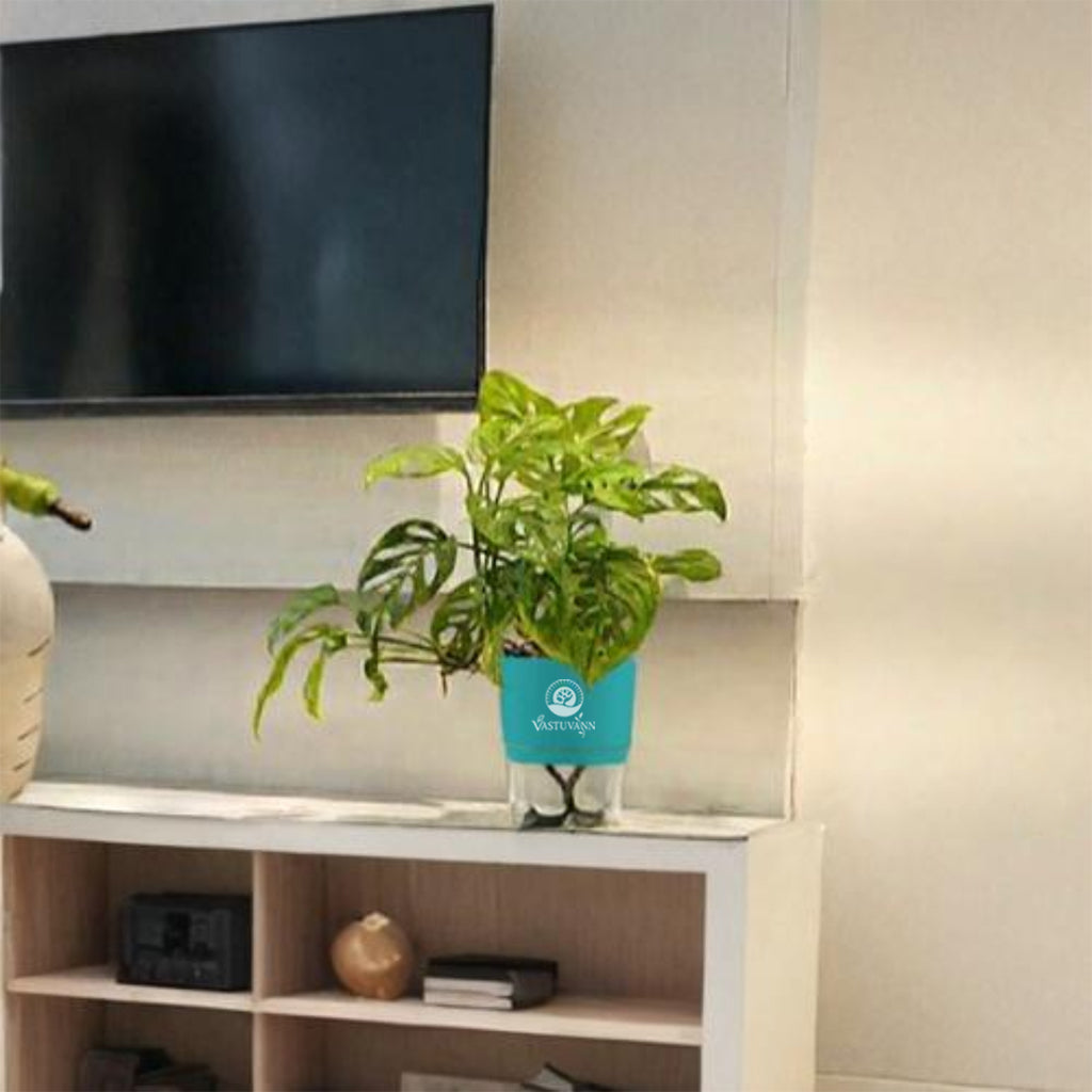 Broken Heart Monstera