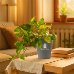 variegated money plant
