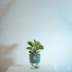 Variegated pepromiya