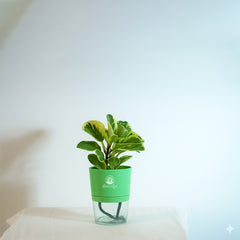 Variegated pepromiya