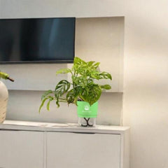 Broken Heart Monstera