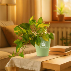 variegated money plant