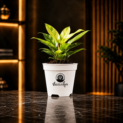 Philodendron Yellow Plant