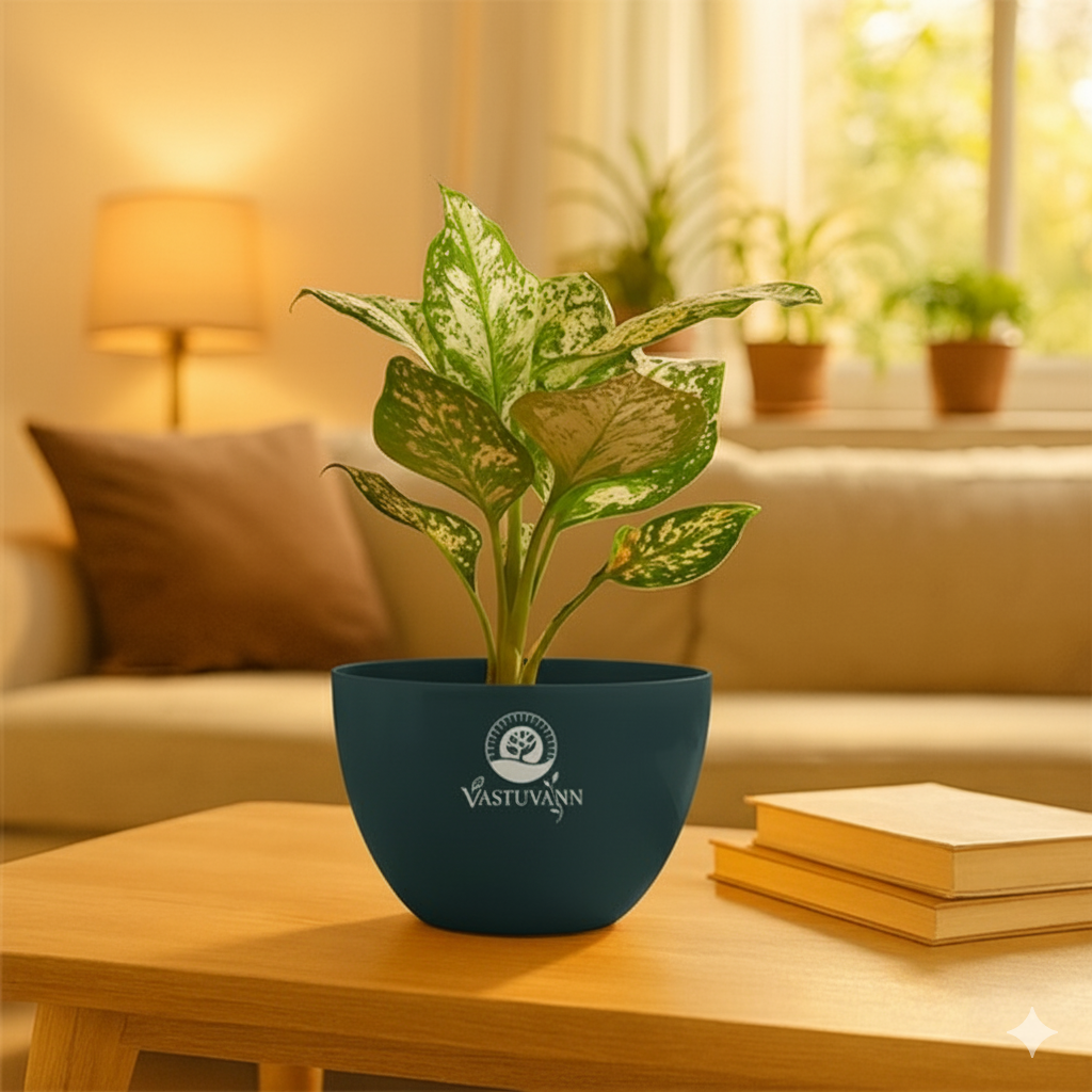 Aglonima super white