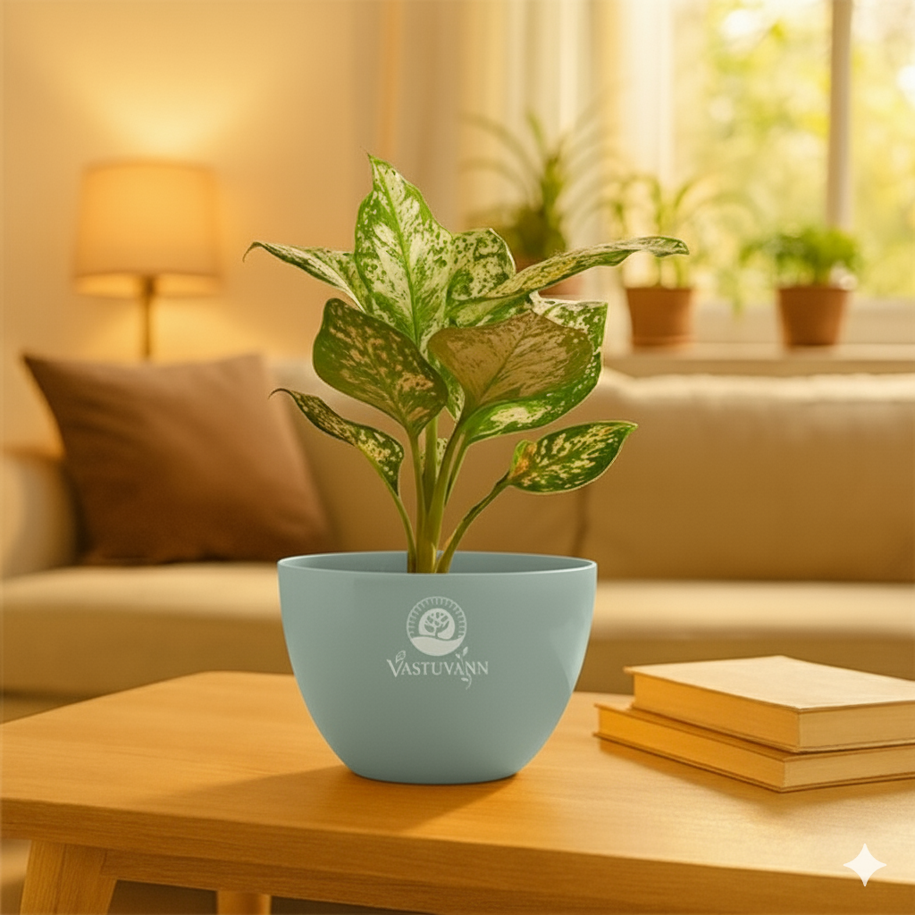 Aglonima super white