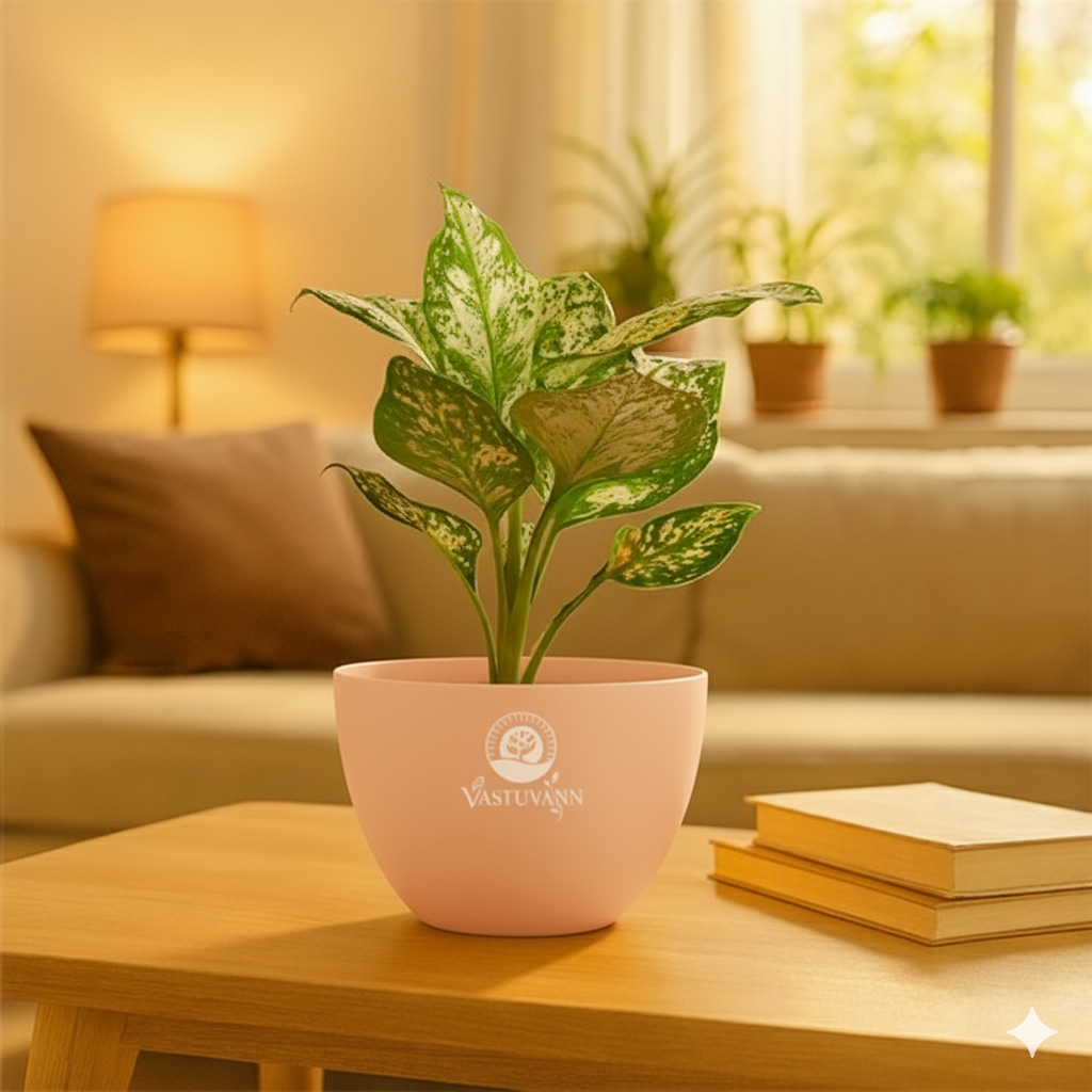 Aglonima super white