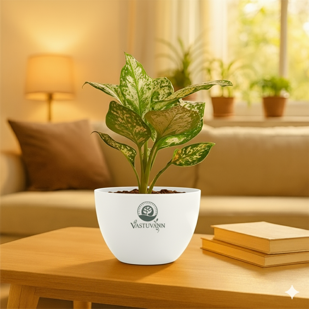 Aglonima super white