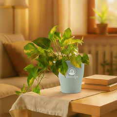 variegated money plant