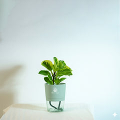 Variegated pepromiya