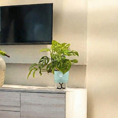 Broken Heart Monstera