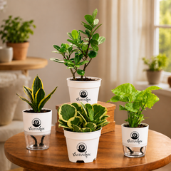 Vastuvann Combo 4 Indoor Plants to Level Up Your Vibe