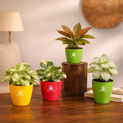 Vastuvann Combo 1 – 4 Indoor Plants for Office Desk