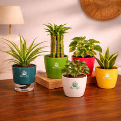 Vastuvann Combo 3 – 5 Vibrant Indoor Plants to Transform Your Space