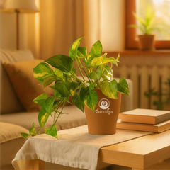 variegated money plant
