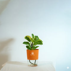 Variegated pepromiya