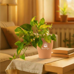 variegated money plant