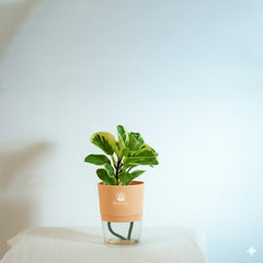 Variegated pepromiya