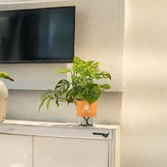 Broken Heart Monstera