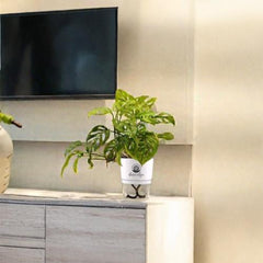 Broken Heart Monstera