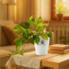 variegated money plant
