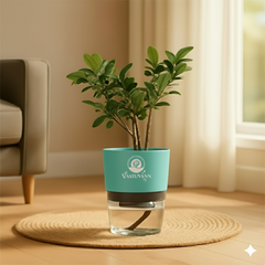 Ficus Plant