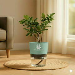 Ficus Plant