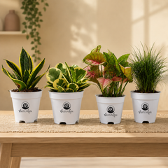 Vastuvann Combo 4 Vibrant Indoor Plants to Transform Your Space