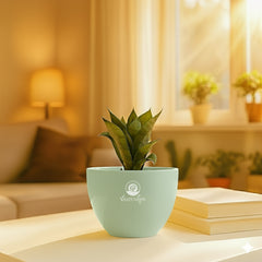 Green snake plant