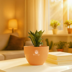 Green snake plant