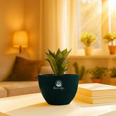 Green snake plant