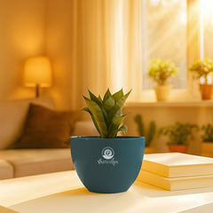 Green snake plant